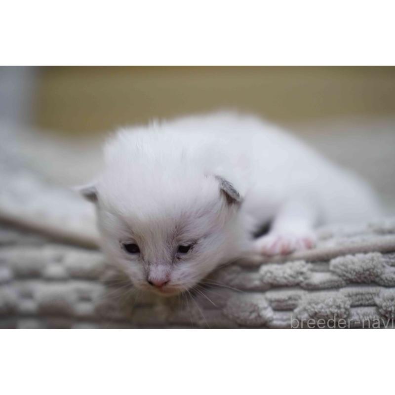 販売中の千葉県のラグドール-132135の2枚目