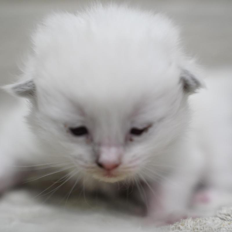 販売中の千葉県のラグドール-132135