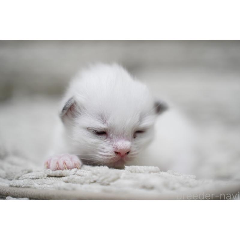 販売中の千葉県のラグドール-132136の3枚目