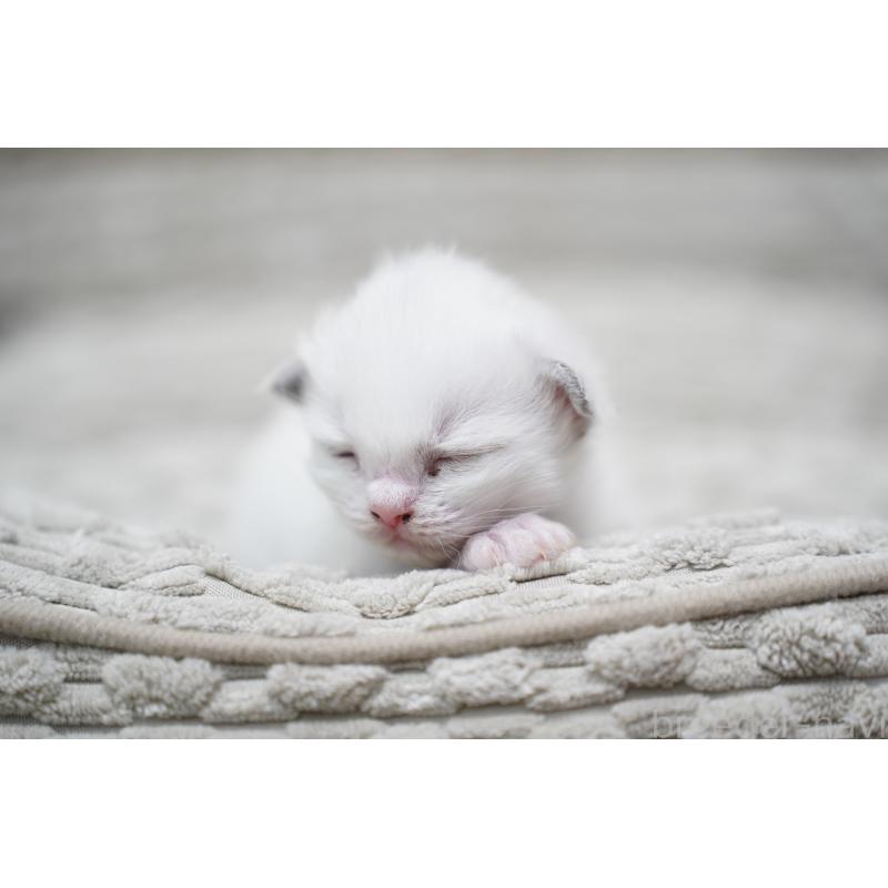 販売中の千葉県のラグドール-132136の2枚目