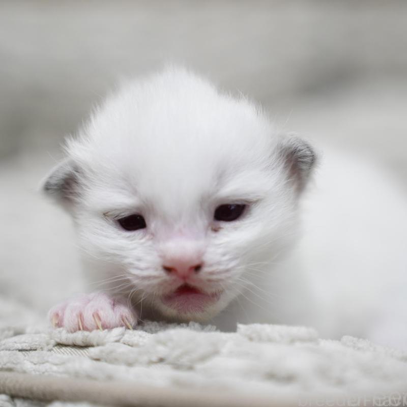 販売中の千葉県のラグドール-132136の1枚目