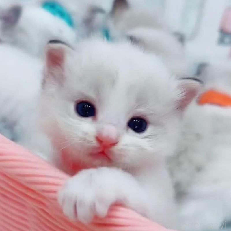 販売中の京都府のラグドール-132138の1枚目