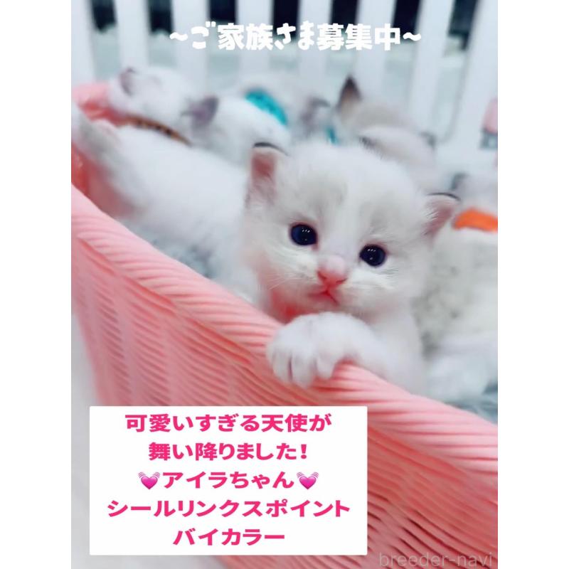 販売中の京都府のラグドール-132138の2枚目