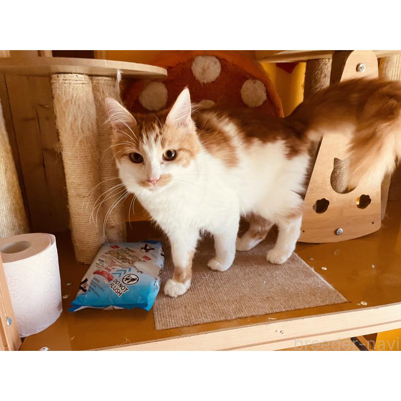 販売中の京都府のメインクーン-132141の5枚目