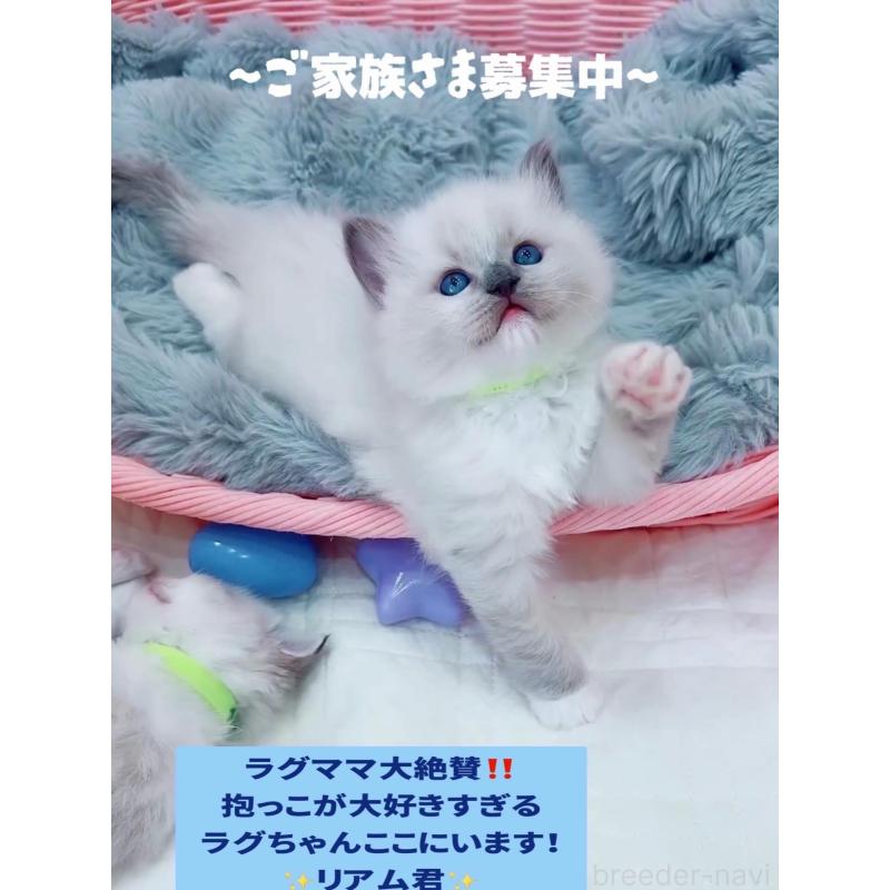 販売中の京都府のラグドール-132139の2枚目