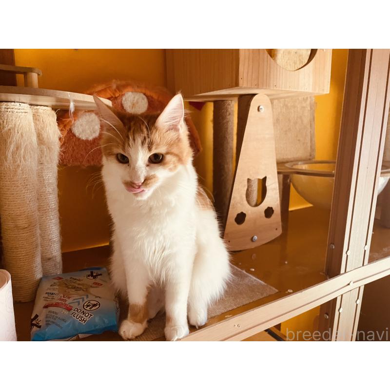 販売中の京都府のメインクーン-132141の4枚目