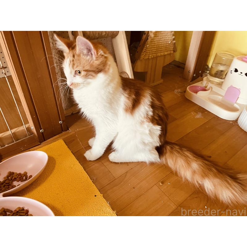 販売中の京都府のメインクーン-132141の3枚目