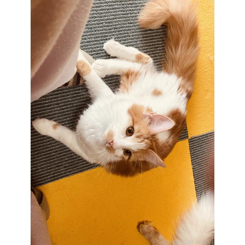 販売中の京都府のメインクーン-132141の2枚目