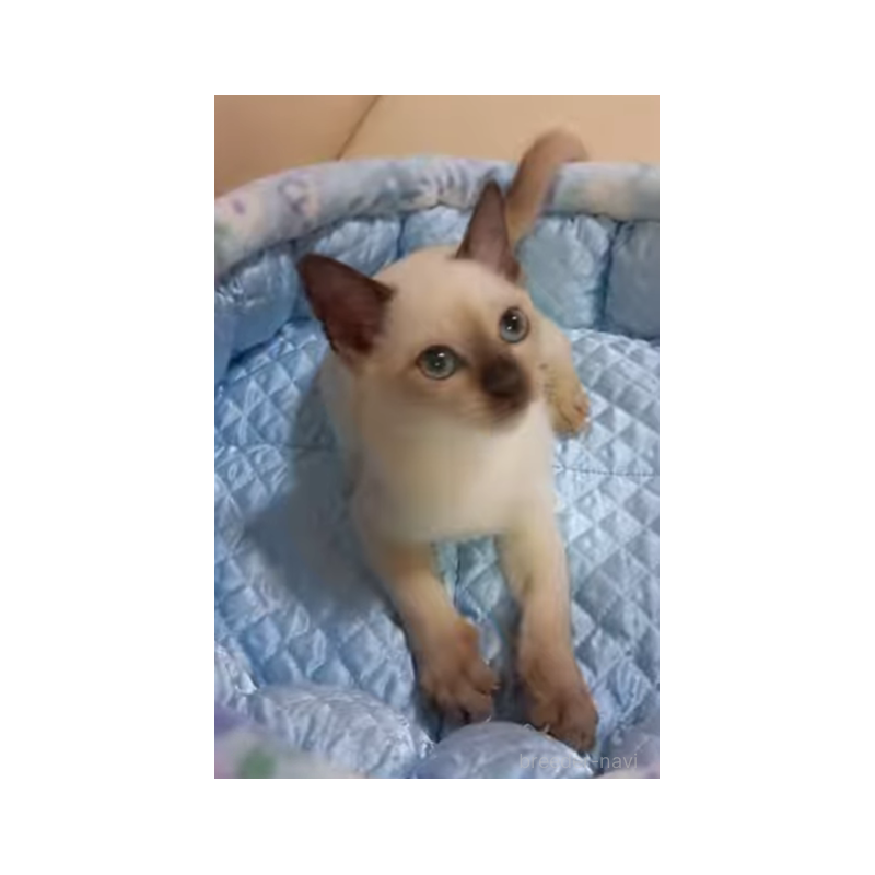 販売中の埼玉県のトンキニーズ-132140の7枚目