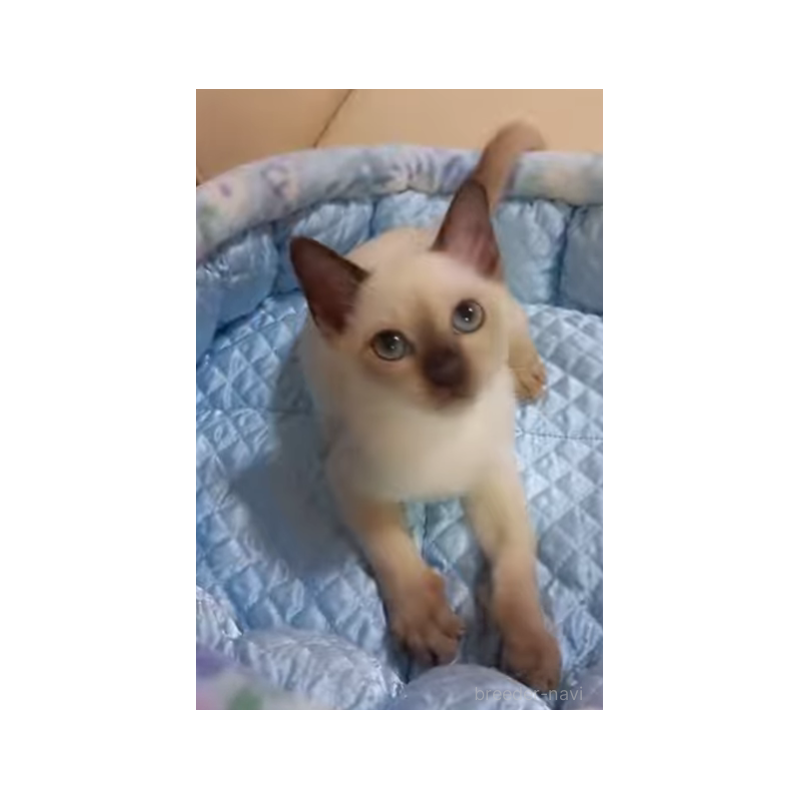 販売中の埼玉県のトンキニーズ-132140の6枚目