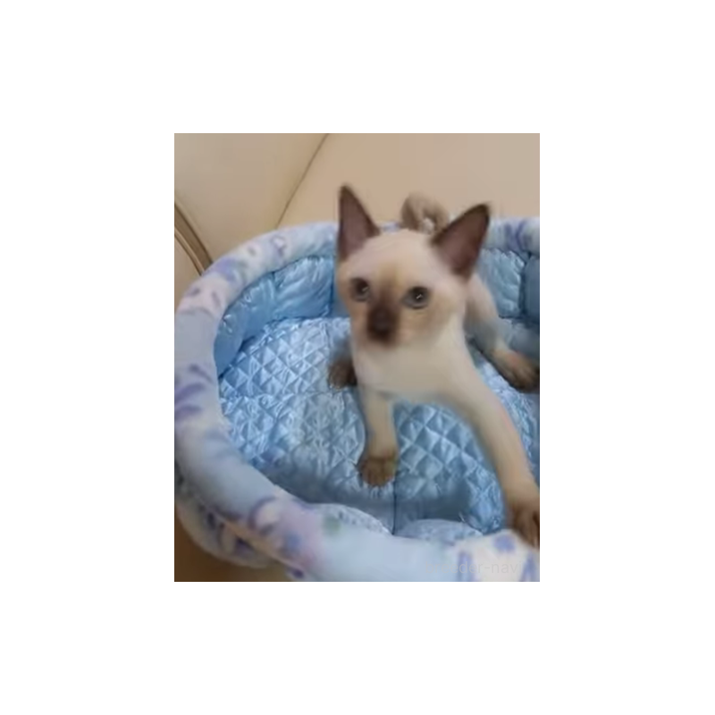 販売中の埼玉県のトンキニーズ-132140の5枚目