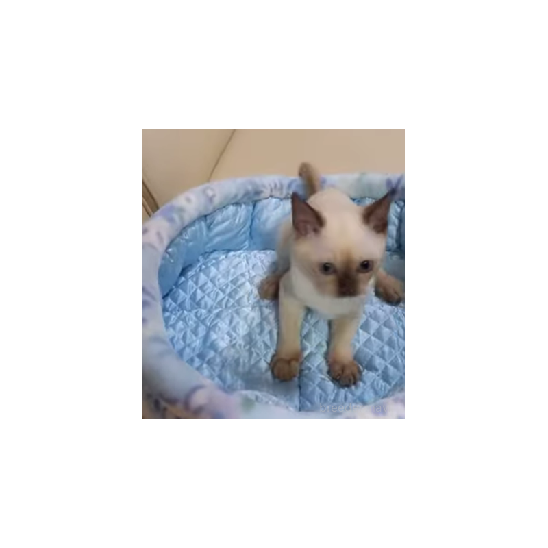 販売中の埼玉県のトンキニーズ-132140の4枚目