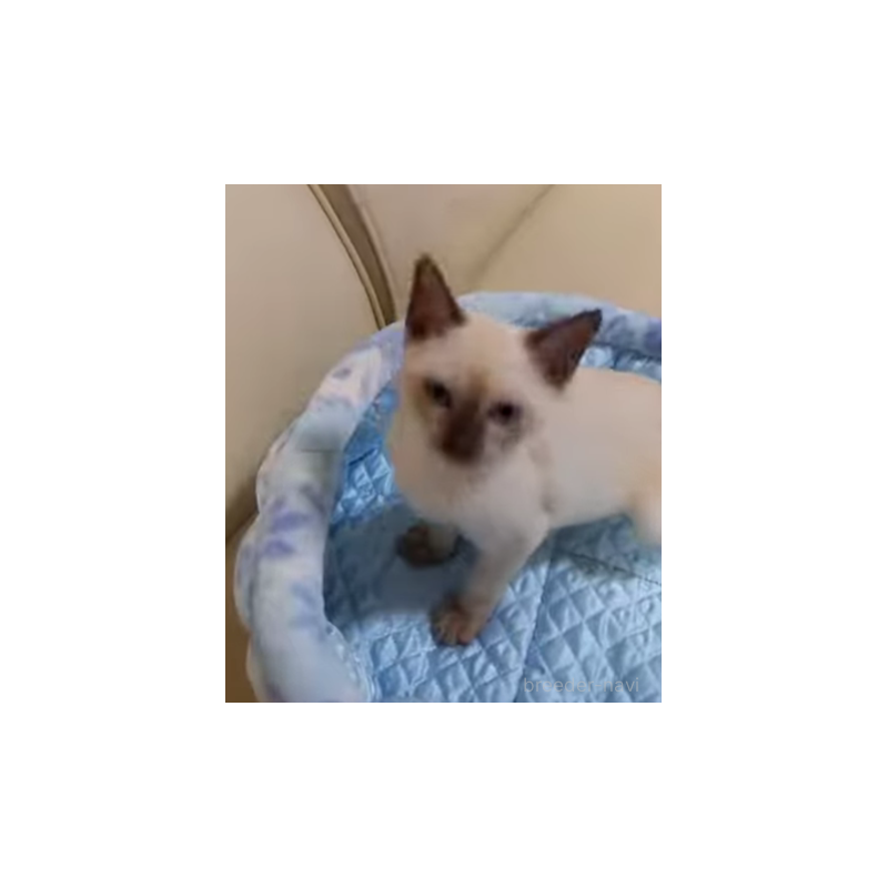 販売中の埼玉県のトンキニーズ-132140の3枚目