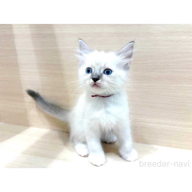 成約済の東京都のネヴァマスカレード-130703の1枚目