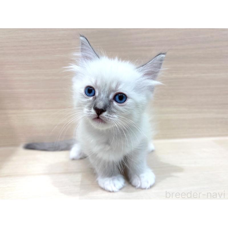 販売中の東京都のネヴァマスカレード-130706