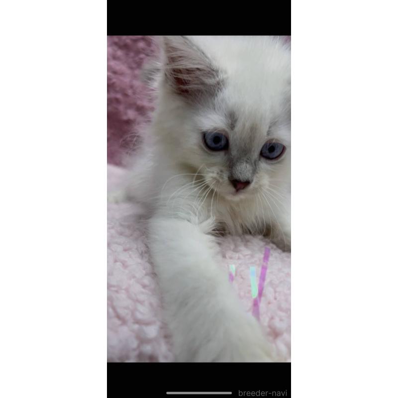 販売中の三重県のサイベリアン-132142の20枚目