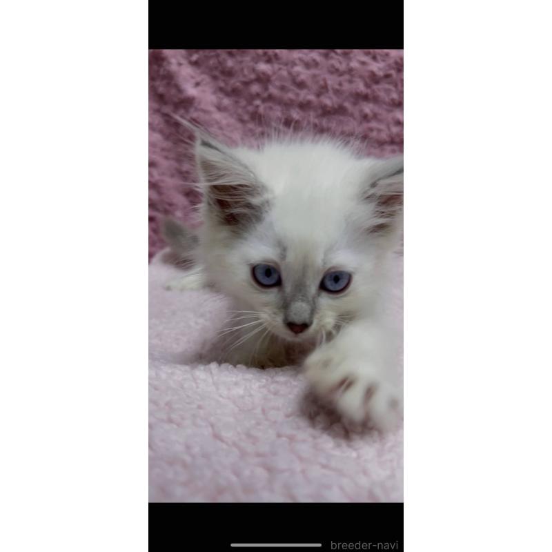 販売中の三重県のサイベリアン-132142の19枚目