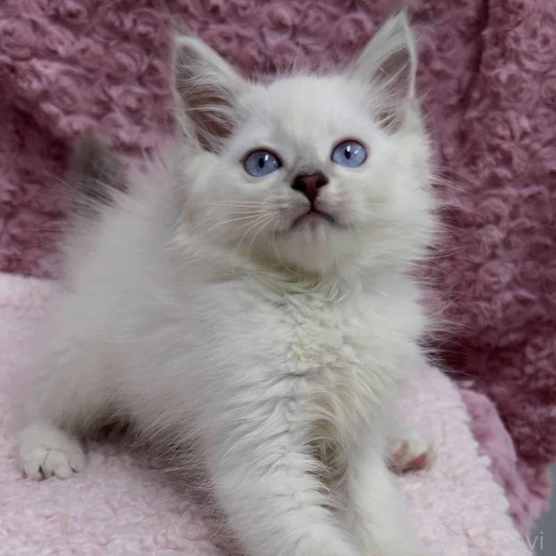 販売中の三重県のサイベリアン-132142の18枚目