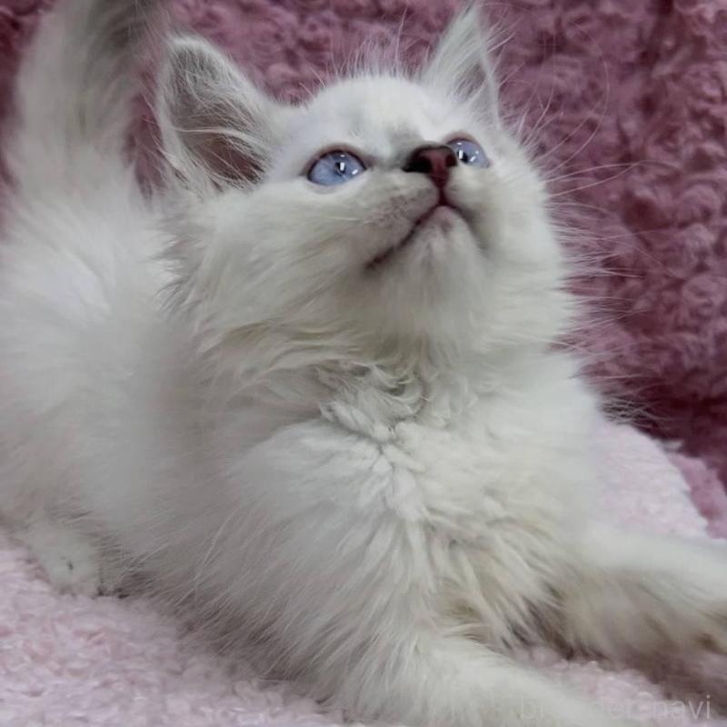 販売中の三重県のサイベリアン-132142の17枚目