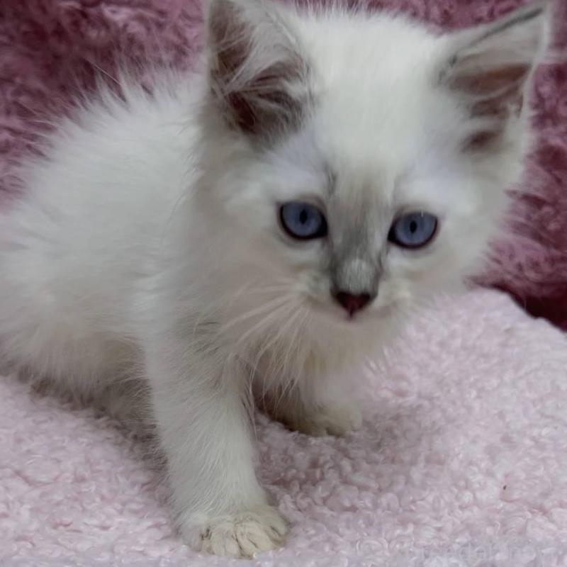 販売中の三重県のサイベリアン-132142の16枚目