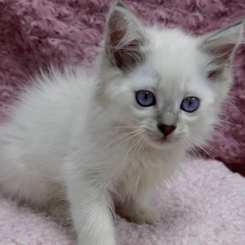 販売中の三重県のサイベリアン-132142の15枚目