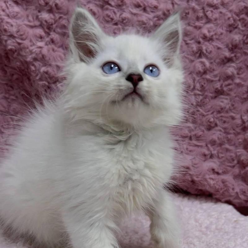 販売中の三重県のサイベリアン-132142の14枚目