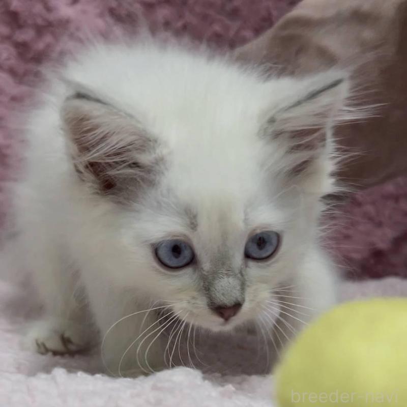 販売中の三重県のサイベリアン-132142の13枚目