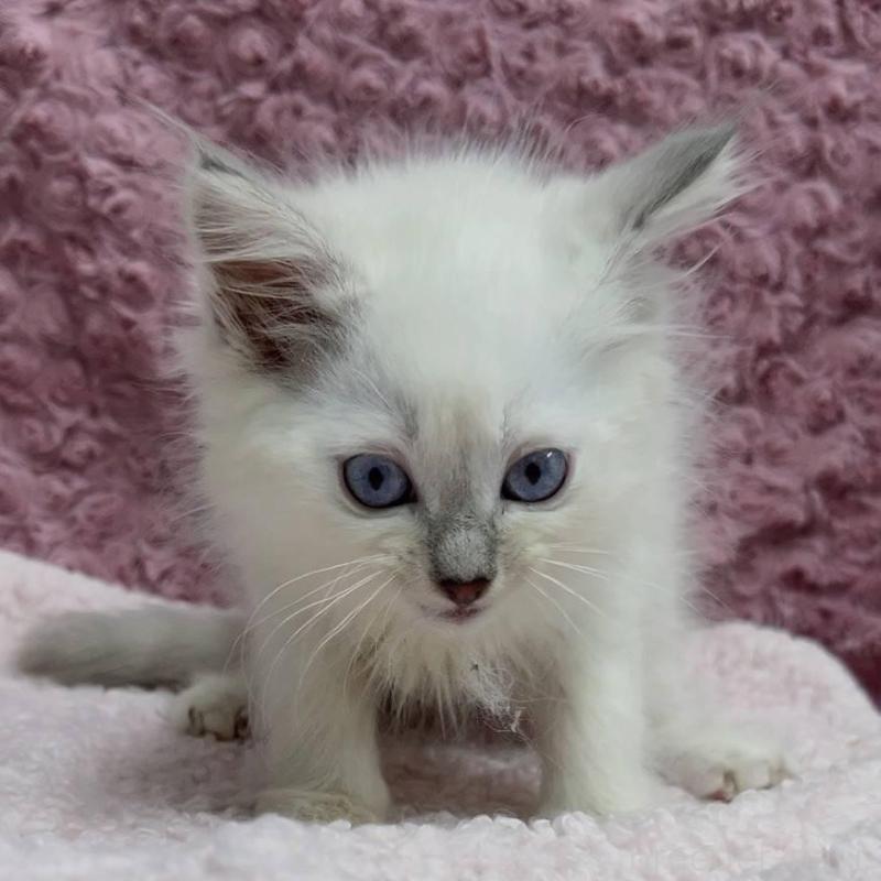 販売中の三重県のサイベリアン-132142の12枚目