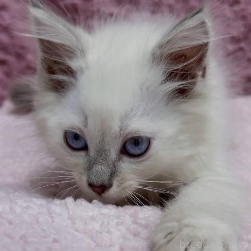 販売中の三重県のサイベリアン-132142の11枚目