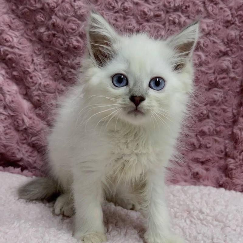 販売中の三重県のサイベリアン-132142