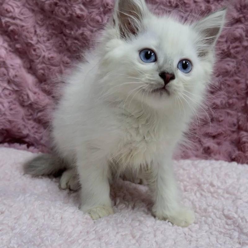 販売中の三重県のサイベリアン-132142の10枚目