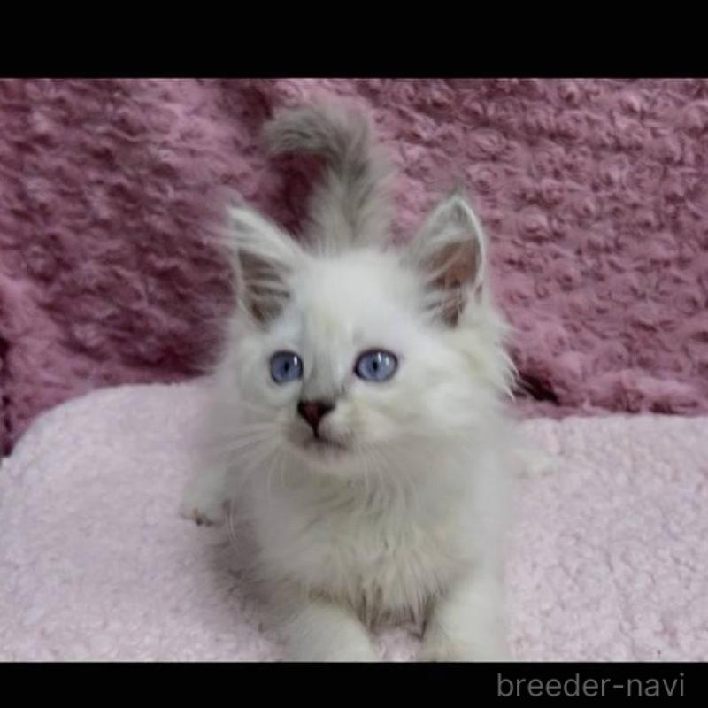 販売中の三重県のサイベリアン-132142の9枚目