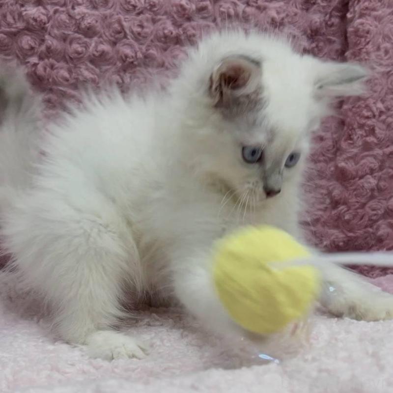 販売中の三重県のサイベリアン-132142の8枚目