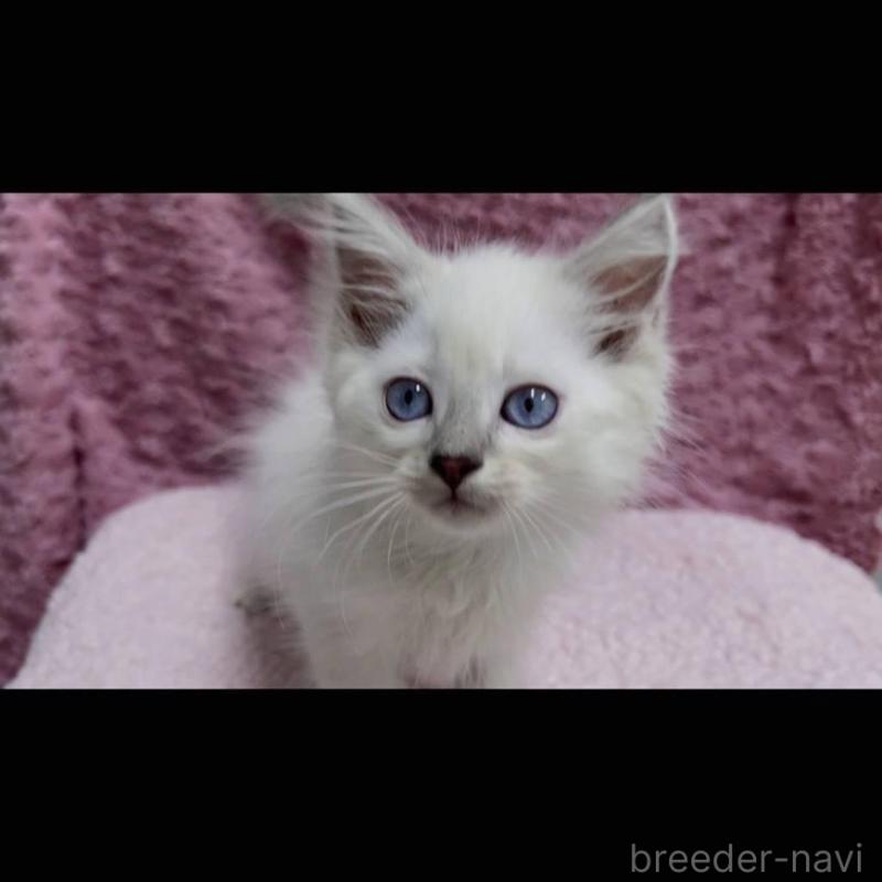 販売中の三重県のサイベリアン-132142の7枚目