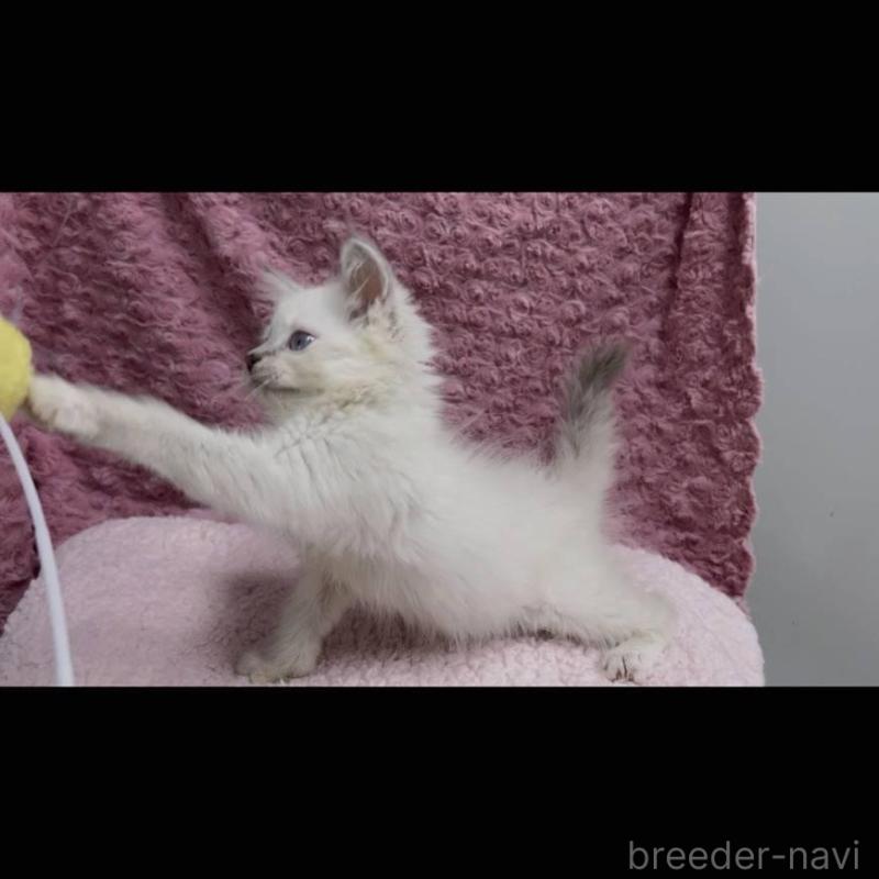 販売中の三重県のサイベリアン-132142の6枚目