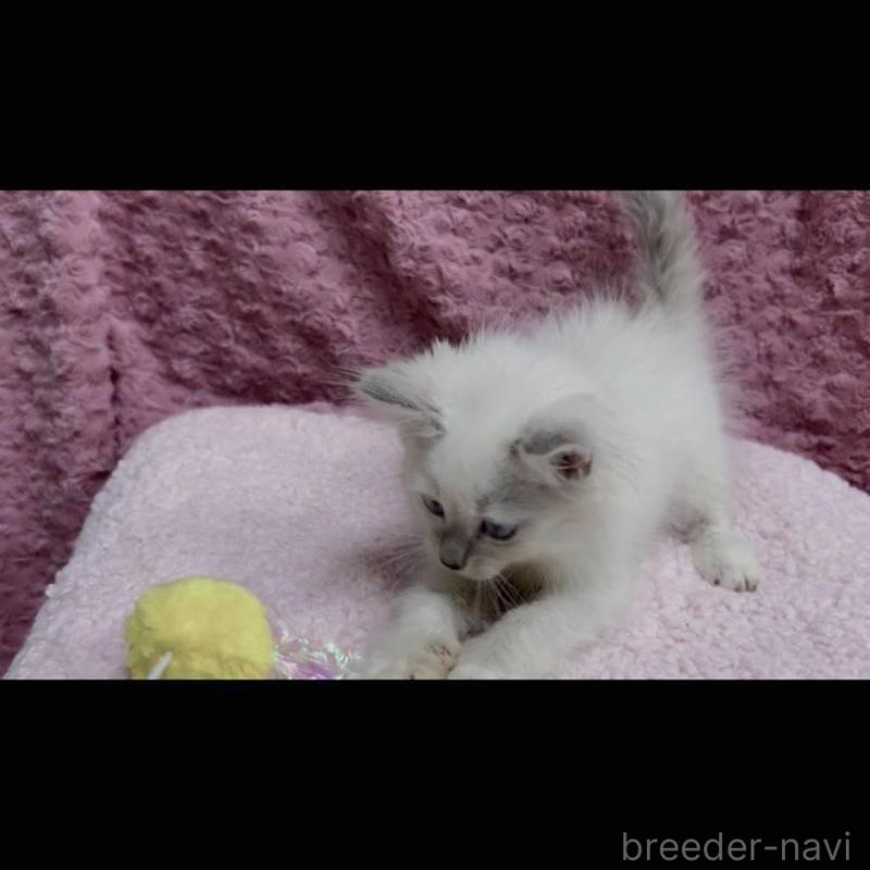 販売中の三重県のサイベリアン-132142の5枚目