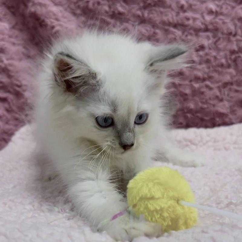 販売中の三重県のサイベリアン-132142の4枚目