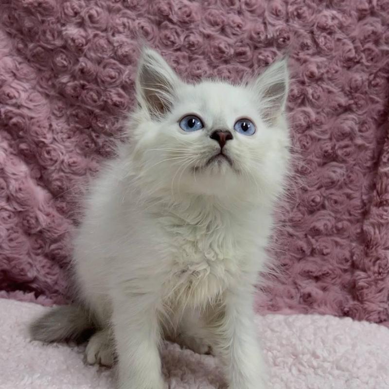 販売中の三重県のサイベリアン-132142の3枚目