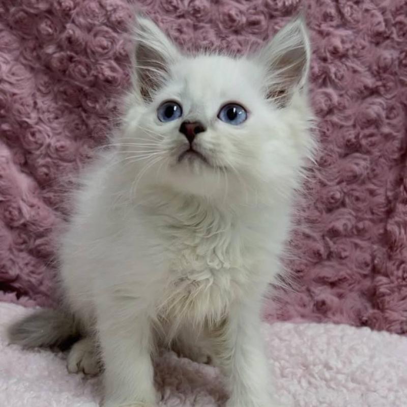 販売中の三重県のサイベリアン-132142の2枚目