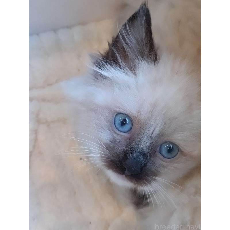 販売中の千葉県のラグドール-132143の4枚目