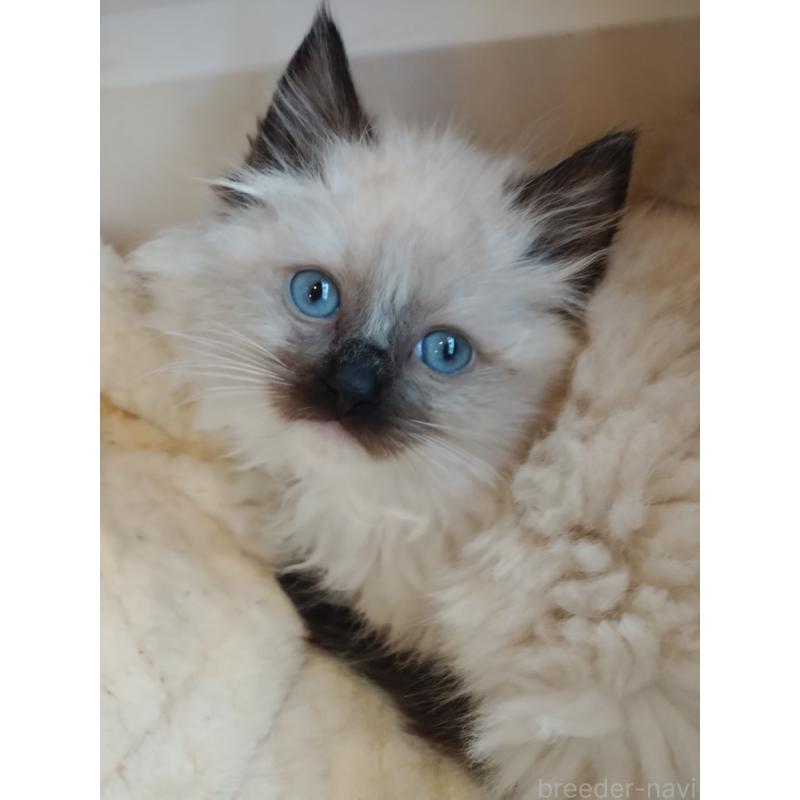 販売中の千葉県のラグドール-132143の3枚目