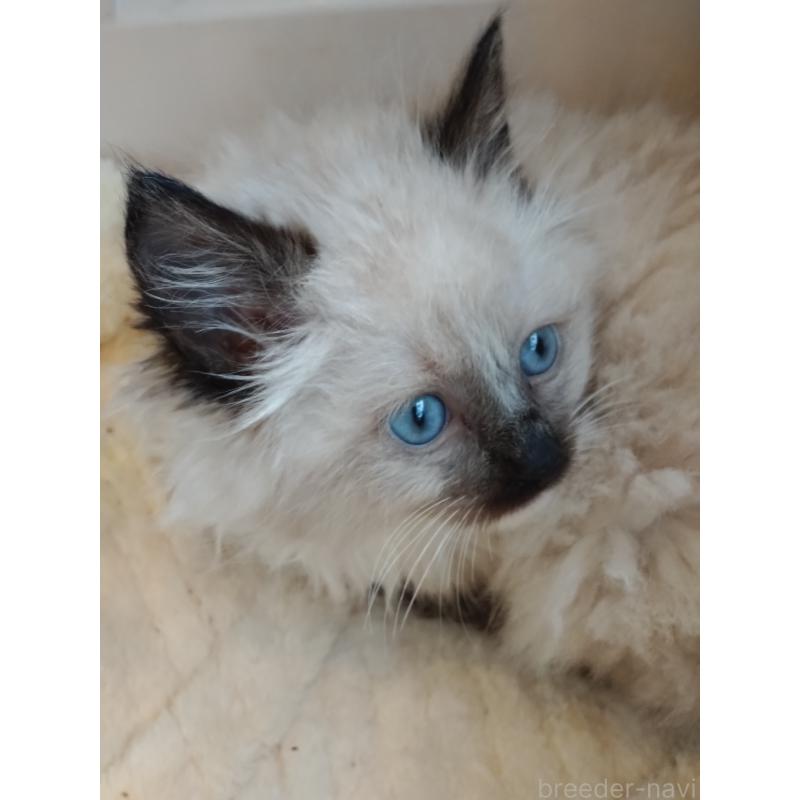 販売中の千葉県のラグドール-132143の2枚目