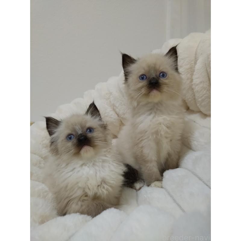 販売中の千葉県のラグドール-132144の4枚目