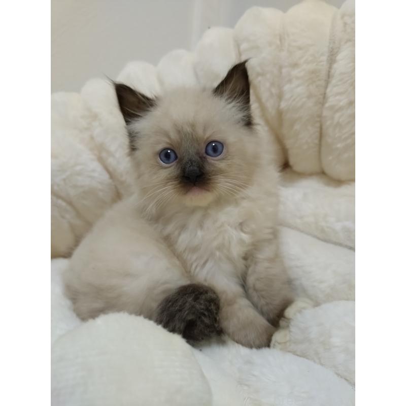 販売中の千葉県のラグドール-132144の3枚目