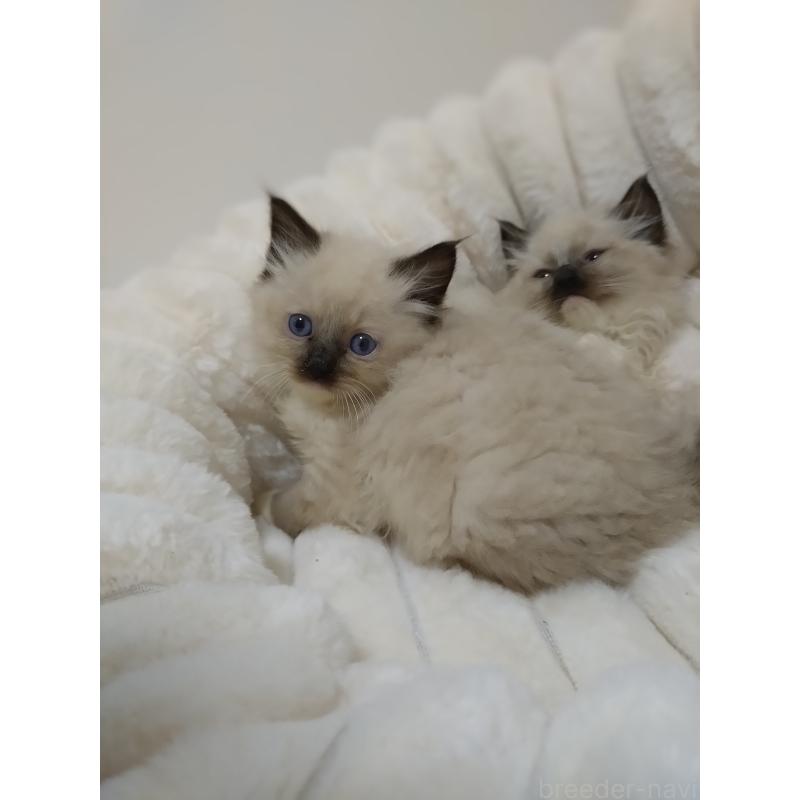 販売中の千葉県のラグドール-132144の2枚目