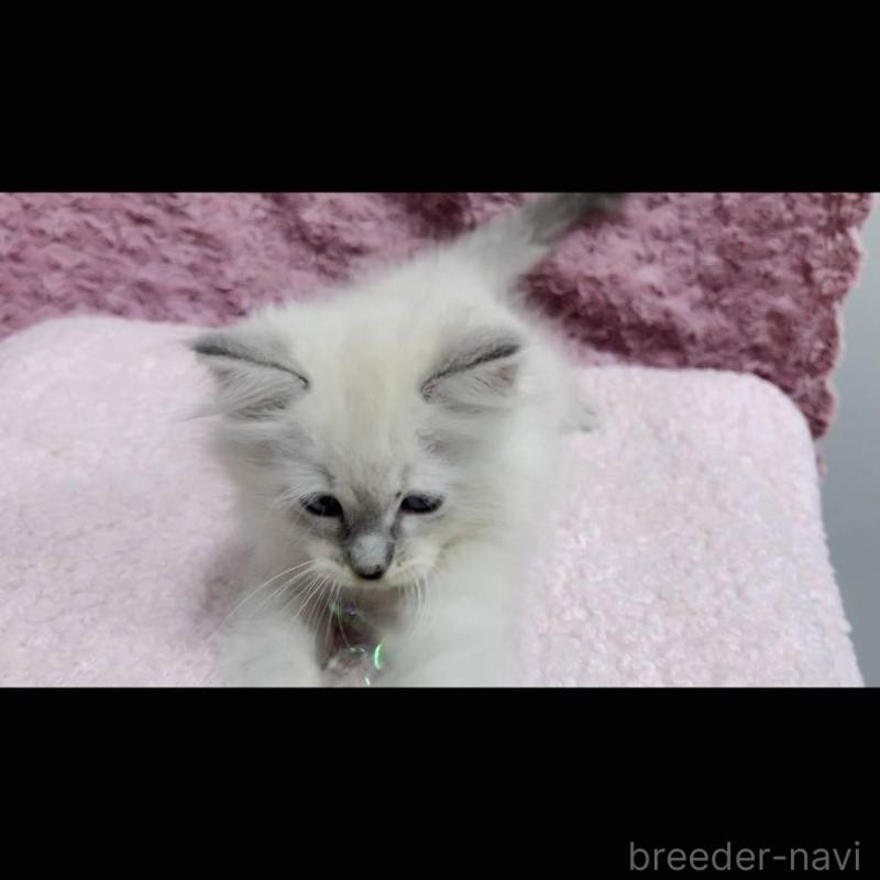 販売中の三重県のサイベリアン-132145の9枚目