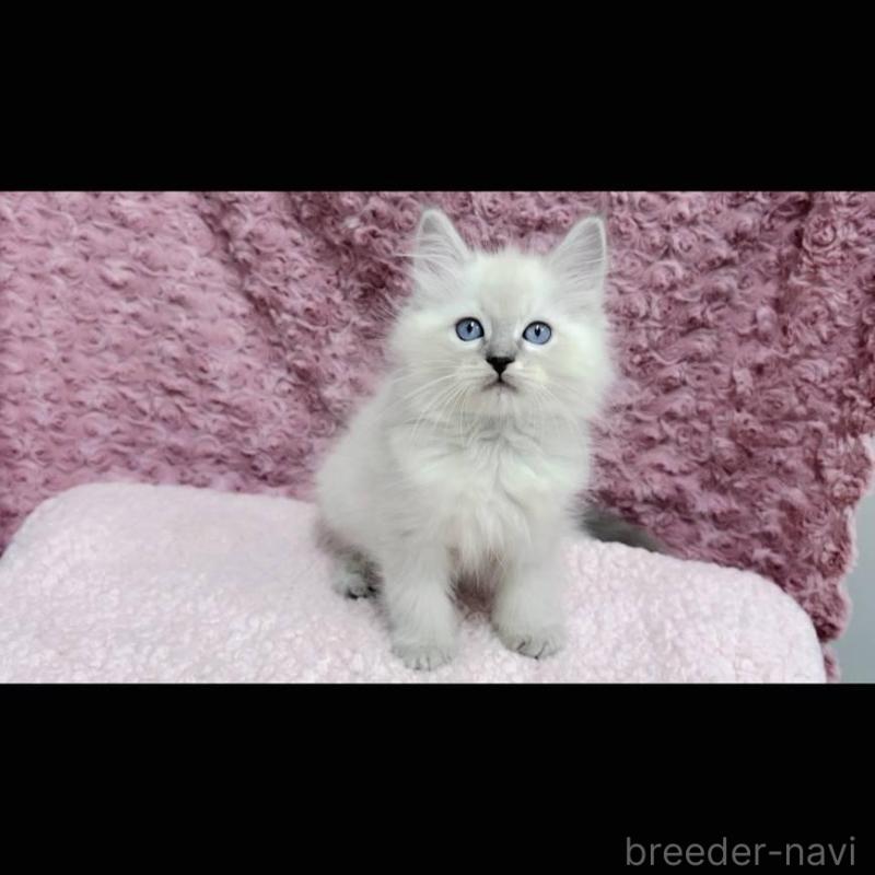 販売中の三重県のサイベリアン-132145の8枚目