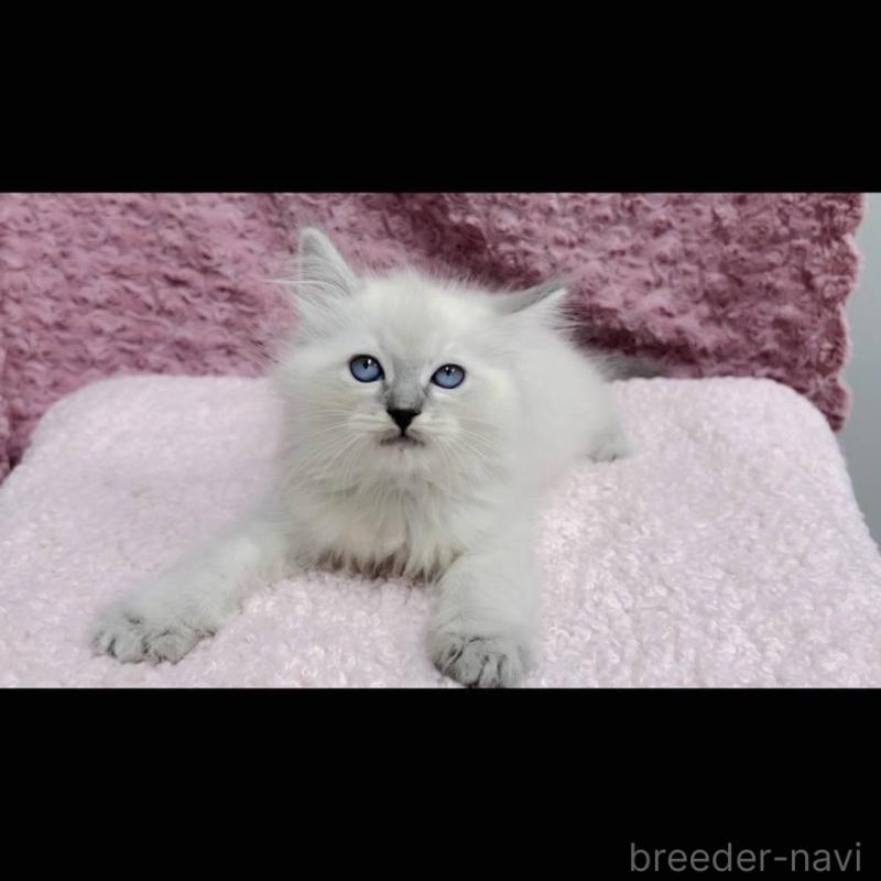 販売中の三重県のサイベリアン-132145の6枚目