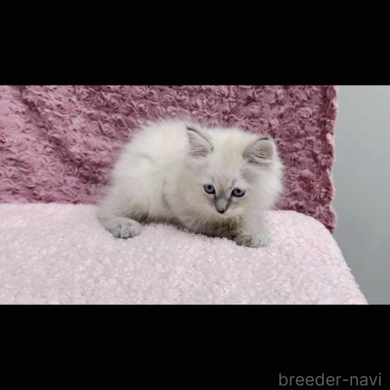 販売中の三重県のサイベリアン-132145の5枚目