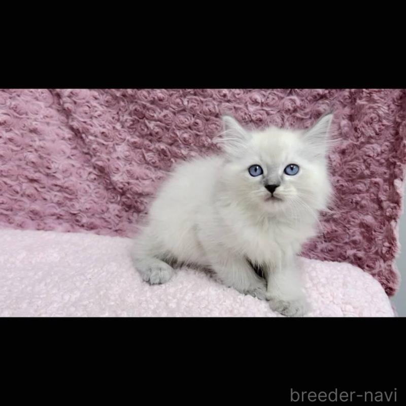 販売中の三重県のサイベリアン-132145の4枚目